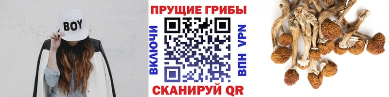 Псилоцибиновые грибы Psilocybine cubensis  Бугульма 